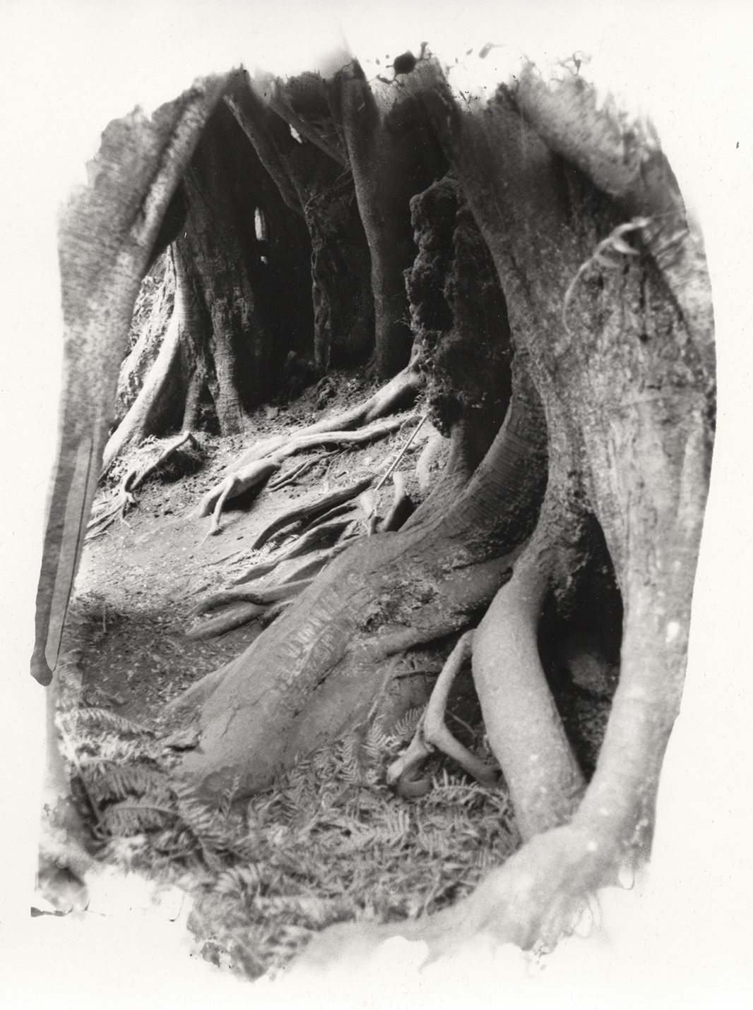 Tree roots, Liquid emulsion on silver gelatin paper